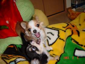 �o�g��